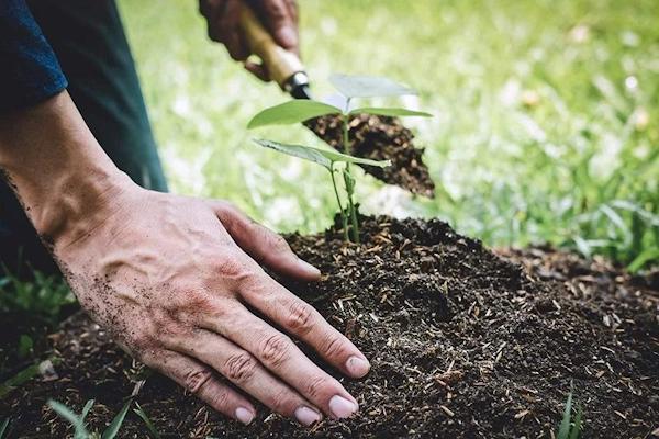 Đất trồng cây hàng năm và đất trồng cây lâu năm có gì khác nhau?
