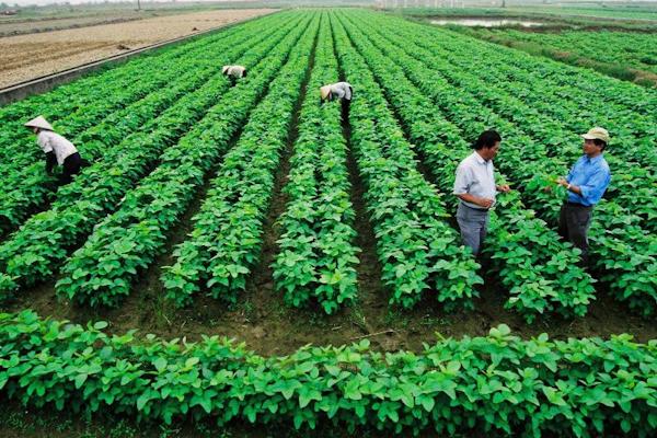 Đất trồng cây hàng năm và đất trồng cây lâu năm có gì khác nhau?