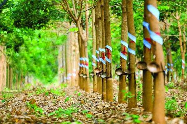 Đất trồng cây hàng năm và đất trồng cây lâu năm có gì khác nhau?