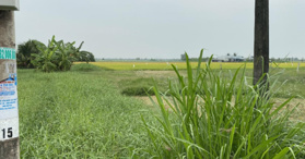 Bán đất thuộc xã Hiệp Trị, Bình Nghị, Gò Công Đông. LH- 0328472872