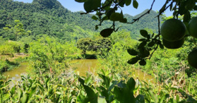 Bán gấp lô đất tại Cao Sơn Hòa Bình 1300m2 0962816955