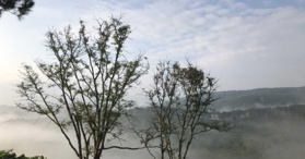 Bán đất trồng cây lâu năm tại Tân Châu, Di Linh, Lâm Đồng- LH: 0983406030