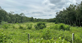 Bán gần 10000m2 đất xã Long Tân, Dầu Tiếng, Bình Dương- LH: 0933342339