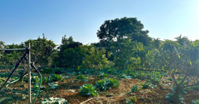 Cần bán 784m2 đất tại tiểu khu 68 thị trấn Nông Trường Mộc châu