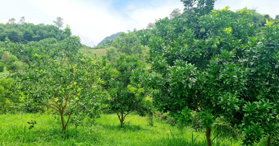 Bán trang trại tại Cao Phong diện tích 1,8hecta 0888884699