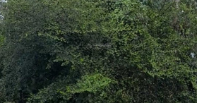 Bán đất tại  Huyện Tân Hồng, Đồng Tháp LH  0918666919