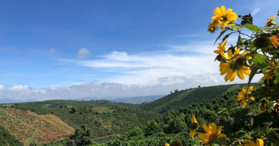 Bán 1250m2 đất vườn Tân Thượng, Di Linh, Lâm Đồng- LH: 0901349293