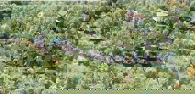 Dự án Ba Vì Lodge