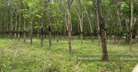 Bán đất mặt tiền nhựa xã Định An,cDầu Tiếng, Bình Dương- LH:  0917221717