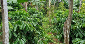 Bán đất tại xã Ea Blang, Buôn Hồ, Đắk Lắk  - LH: 0963634012