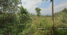 Bán đất tại thôn Trại Mới B, xã Bình Khê, thị xã Đông Triều, Quảng Ninh 121.9m2 - LH 0919933260