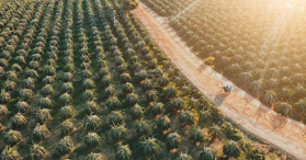 Bán đất vườn thanh long Xã Hàm Minh, Huyện Hàm Thuận Nam - LH: 0862342236