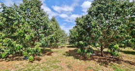 Bán vườn sầu riêng đẹp 2000m2 tại Xuân Tây, Cẩm Mỹ, Đồng Nai - LH: 0949400978