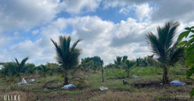 Bán gấp 2.932m2 đất vườn dừa xiêm Xuân Đông, Cẩm Mỹ - LH: 0388396496