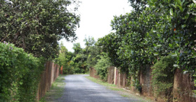 Bán đất tại xã Tân Hưng, Đồng Phú, Bình Phước - LH: 0944467199