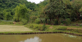 Bán gấp đất thổ cư  Bản Lác Mai Châu Hòa Bình 1333m2 0965552291