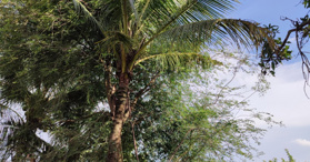 Bán 2 sào đất giá ngộp Phú Bình - huyện Tân Phú - LH: 0977832629