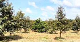 Bán đất tại Đường ĐT 741, Xã Bù Nho, Phú Riềng, Bình Phước -  LH: 0944467199