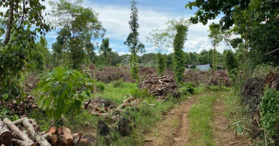 Chính chủ cần bán 1 mẫu (1hecta) xã Phú Lộc, TT Tân Phú - LH: 0968573758