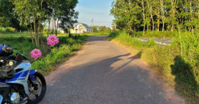 Bán đất 5x43m full thổ. Sổ hồng riêng. Phước Thạnh, Gò Dầu, Tây Ninh