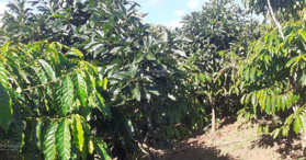 Bán 1 ha đất xã Đam Bri, Bảo Lộc Lâm Đồng- LH: 0901393559