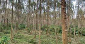 Bán đất rừng sản xuất 50 năm, DT 43000m2 tại Xã Liễn Sơn, Lập Thạch - 0912040503