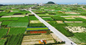 Bán 2 lô đất trồng cây tại xã An Hải, Lý Sơn, Quảng Ngãi 195 m² - LH: 0867525286