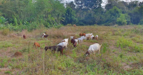 Bán đất Kim Long, Châu Đức, Bà Rịa Vũng Tàu- LH 0932004566