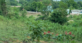 Bán lô góc ở Đường ĐT 87, Xã Yên Bài, Ba Vì, Hà Nội 5.500 m² - LH: 0986996119