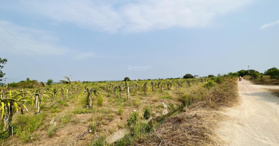 Bán nhanh sổ 3190m2 mặt tiền 150m, Bắc Bình, Bình Thuận - LH: 0933391992