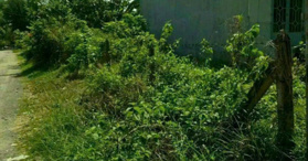 Bán đất 2 MT, gần Tỉnh Lộ 15, Củ Chi, HCM, SHR - LH: 0938173580