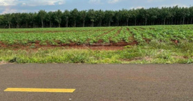 Bán đất tại Xã Tân Hưng, Hớn Quản, Bình Phước - Liên hệ: 0329869512