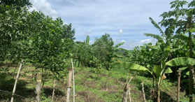 Bán đất Thanh Hối Tân Lạc 623m2 - LH 0982645929