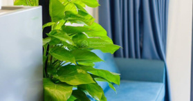 Bán căn Hộ 1PN+1phân khu The Zenpark siêu đẹp giá tốt nhất thị trường - LH: 0986648032