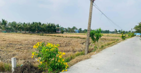 Bán đất tại đường Trần Văn Nghĩa 1737m2 - Liên hệ: 0889146668