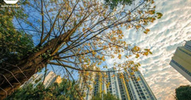 Bán nhanh - căn hộ 3 ngủ, 92m2 chung cư Rừng cọ Ecopark - 0835950896
