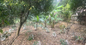 HÀNG FO GIÁ RẺ CHO NHÀ ĐẦU TƯ CHỈ HƠN 1 TỶ DT 1000M CÓ 200 TC TẠI BA VÌ HN LH 0828725983