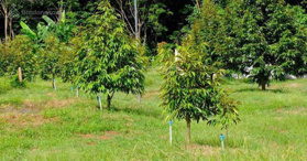 Bán đất tại Đường ĐT 756B, Xã Quang Minh, Bình Phước - LH: 0961714320