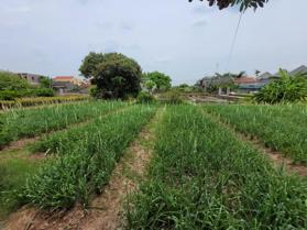 Bán đất thôn Liên Minh, Mỹ Lộc, Nam Định LH: 0941592353