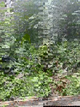 BÁN MẢNH ĐẤT SIÊU HIẾM  66m2 CỔ LOA ĐÔNG ANH 