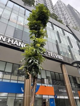  BÁN GẤP - SIÊU HOT - ĐẦU TƯ SIÊU LỜI! LÊ VĂN LƯƠNG - 365M2 X 2 TẦNG - KHOẢNG 50 TỶ