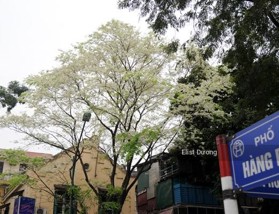 Lô đất vàng thổ cư duy nhất còn lại mặt phố Hàng Bài (Đảm bảo không có lô thứ 2) thửa đất siêu đẹp