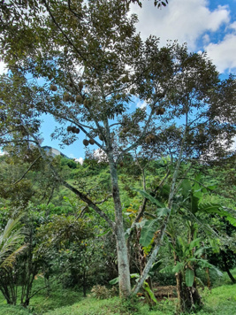 Đất siêu vip quy hoạch thổ cư ngay TT thuộc trung tâm TP Bảo Lộc cần vốn bán giá sốc