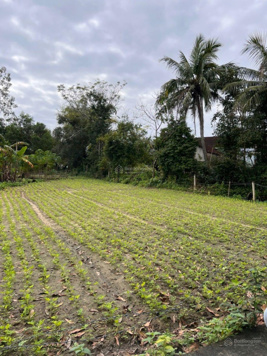 Lô nhà vườn 500m2 có 450m2 đất ở view đồng thích hợp XD nhà vườn nghỉ dưỡng, giá chỉ 1 x tỉ