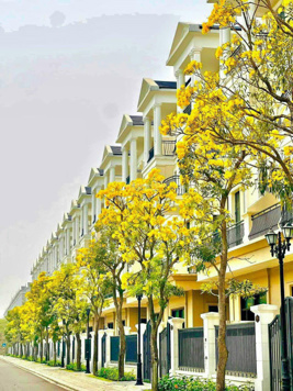 Siêu phẩm VIP phân khu Đảo Dừa và quỹ căn siêu đẹp rất hiếm, giá cực tốt! Chiết khấu tới 20%