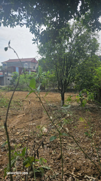 Bán lô đất 3 mặt tiền ngay thị trấn Xuân Mai thổ cư, phù hợp phân lô, biệt thự hoặc kinh doanh