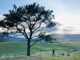 Bán đất ngộp nghỉ dưỡng ven Đà Lạt từ 300 - 1 tỷ/sào. Cam kết rẻ nhất thị trường LH 0906 770 148