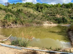 Chính chủ bán 5ha cao su và 1ha sầu riêng Musangking đang thu hoạch