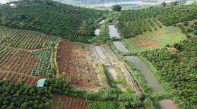 CC bán vườn sầu riêng 8 tuổi: 13,300m2 (1,3 ha). Doanh thu 1,3 tỷ/năm, săn mây - view sông, 486k/m2