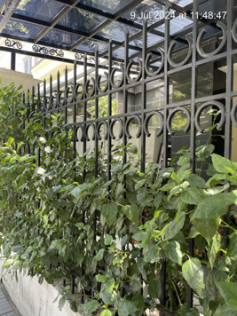 Bán biệt thự song lập The Manor Crown